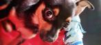 schattige Chihuahua pups, Dieren en Toebehoren, Honden | Chihuahua's en Gezelschapshonden, Rabiës (hondsdolheid), Reu, 8 tot 15 weken