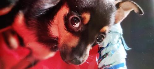 schattige Chihuahua pups, Dieren en Toebehoren, Honden | Chihuahua's en Gezelschapshonden, Reu, Chihuahua, Particulier, Meerdere