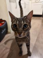 Lieve kater zoekt rustig huisje, Dieren en Toebehoren, Katten en Kittens | Overige Katten, Kater, Kortharig, 3 tot 5 jaar