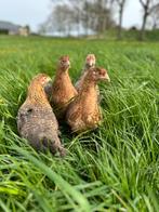 Jonge tamme Bielefelder kippen gesekst & ingeënt, Dieren en Toebehoren, Pluimvee, Vrouwelijk, Kip