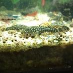 Ancistrus wildkleur, algeneters, Vis