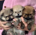 🐾 Dwergkees/Pomeranian reutjes te koop 🐾, Dieren en Toebehoren, 8 tot 15 weken, CDV (hondenziekte), Meerdere, Nederland