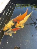 Koi karpers 5 stuks te koop, Dieren en Toebehoren, Karper of Koi