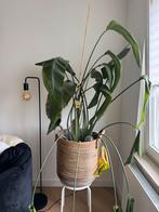 Strelitzia Kamerplant met mand, Ophalen, 100 tot 150 cm, Overige soorten, Halfschaduw