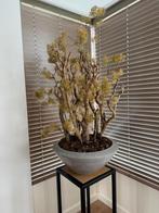 Kunst Bloemstuk in mooie Pot (2 stuks), Ophalen, Gebruikt, Binnen