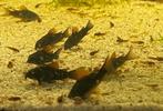 Corydoras venezuela black, Dieren en Toebehoren, Vissen | Aquariumvissen, Vis, Zoetwatervis, Schoolvis