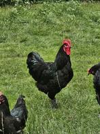 Australorp hanen groot, Mannelijk, Kip