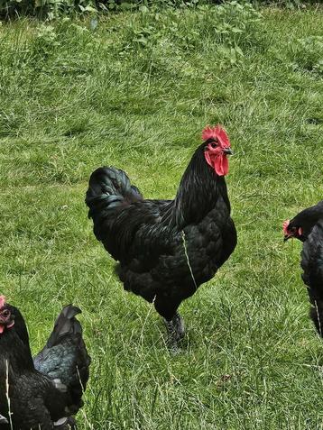 Australorp hanen groot beschikbaar voor biedingen