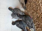 5 andalusier post duiven, Dieren en Toebehoren, Mannelijk, Postduif