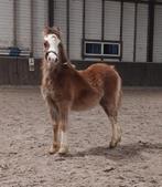 Welsh -A pony`s en  veulens, Dieren en Toebehoren, Met stamboom, Niet van toepassing, 0 tot 2 jaar, B pony (1.17m tot 1.27m)