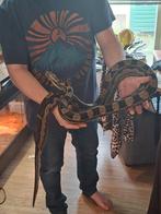 Boa man te koop, Dieren en Toebehoren, Reptielen en Amfibieën, Slang, 3 tot 6 jaar