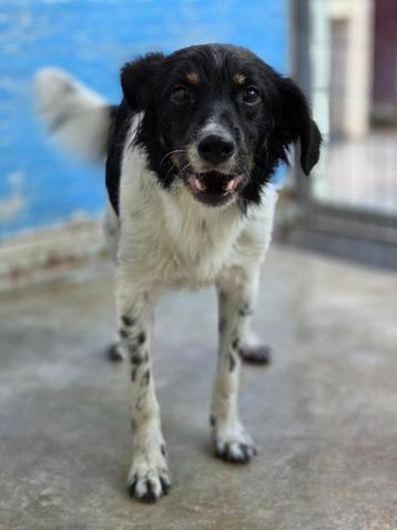 ACE: Robin is sociaal en lief met andere honden beschikbaar voor biedingen