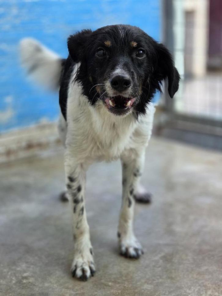 ACE: Robin is sociaal en lief met andere honden, Dieren en Toebehoren, Honden | Niet-rashonden, Middel, Reu, Particulier, Eén hond