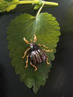 Zwarte kever broche, insect, natuur, Overige materialen, Verzenden, Minder dan 4 cm, Nieuw