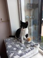 Schattige kitten maar naar een warm huisje., Dieren en Toebehoren, Katten en Kittens | Overige Katten, Kater, Kortharig, 0 tot 2 jaar