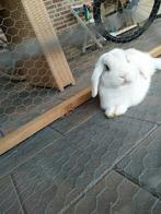 Konijn gratis, Dieren en Toebehoren, Konijnen, Mannelijk, Klein, Hangoor