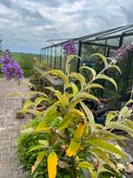 Vlinderstruikin pot, Tuin en Terras, Volle zon, Vaste plant, Zomer, Ophalen
