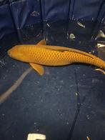 Marusei karashigoi Japanse koi, Karper of Koi