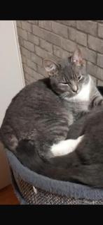 Kitten kater, Dieren en Toebehoren, Katten en Kittens | Overige Katten, Kater, Kortharig, 0 tot 2 jaar