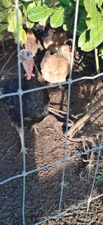 kalkoen haan, Mannelijk, Kalkoen