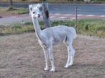 Witte alpaca, Dieren en Toebehoren, Overige Dieren, April, Mannelijk