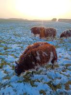 Twee mooie drachtige ooilammeren, Dieren en Toebehoren, Schapen, Geiten en Varkens, Vrouwelijk, Schaap, 0 tot 2 jaar