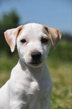 Te koop mooie Jack Russel pups., Dieren en Toebehoren, Honden | Jack Russells en Terriërs, Jack Russell Terriër, 8 tot 15 weken