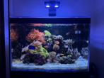 Zeeaquarium 250 liter, Dieren en Toebehoren, Ophalen, Gebruikt, Gevuld zeewateraquarium