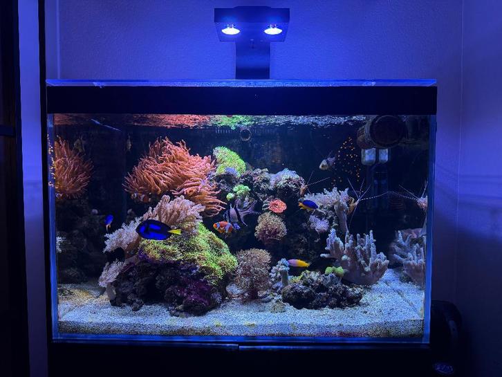 Zeeaquarium 250 liter, Dieren en Toebehoren, Vissen | Aquaria en Toebehoren, Gebruikt, Gevuld zeewateraquarium, Ophalen