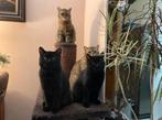 2 Lieve zwarte katers | Britse korthaar/Perzisch, Dieren en Toebehoren, Katten en Kittens | Raskatten | Korthaar, Kater, Ingeënt
