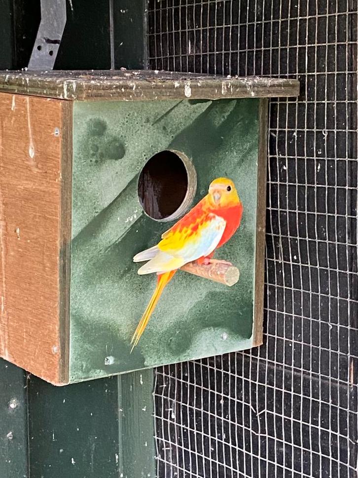 Turqoisine parkieten, Dieren en Toebehoren, Vogels | Parkieten en Papegaaien, Parkiet, Meerdere dieren, Geringd