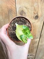 Alocasia tigrina superba variegata plant lemon lime lemon, Huis en Inrichting, Kamerplanten, Ophalen of Verzenden, Halfschaduw