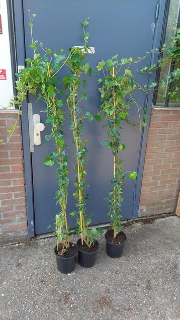 Nieuw binnen mooie hedera planten schutting hoog 3/5 takken  beschikbaar voor biedingen