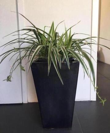 Grote cascade zware terracotta geglazuurde bloempotten beschikbaar voor biedingen
