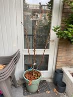 Lijsterbes - Sorbus Aucuparia Ulung, Overige soorten, Lente, 100 tot 250 cm, Ophalen