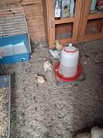 4 zijdehoender kuikens, Dieren en Toebehoren, Pluimvee, Vrouwelijk, Kip