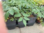 Tomatenplanten., Ophalen, Minder dan 100 cm, Overige soorten, Zomer