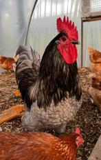 Australorp broed toom, Dieren en Toebehoren, Pluimvee, Meerdere dieren, Kip