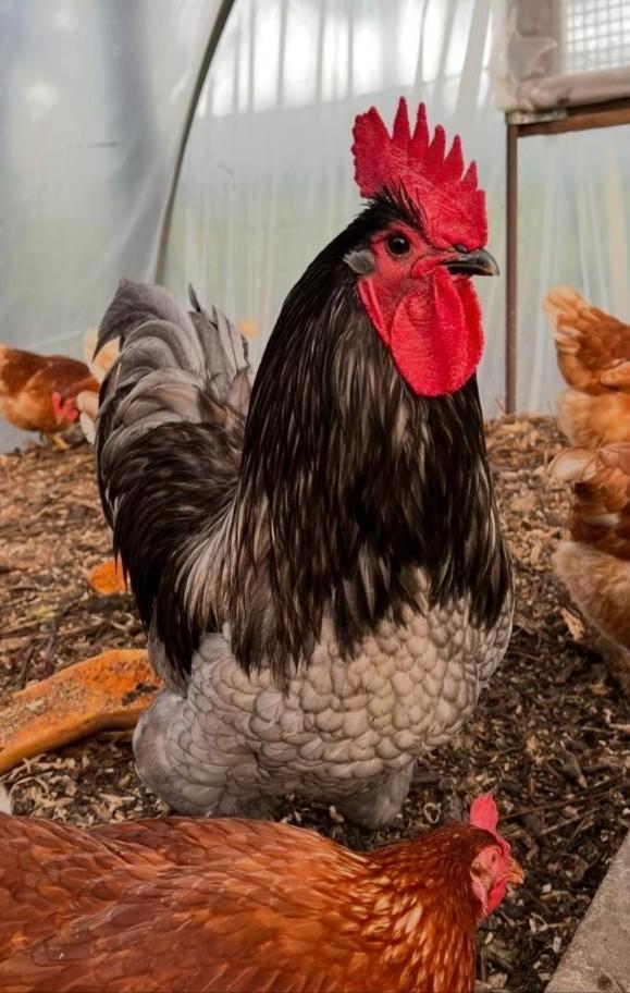 Australorp broed toom, Dieren en Toebehoren, Pluimvee, Kip, Meerdere dieren