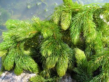 zuurstofplanten/vijverplanten beschikbaar voor biedingen