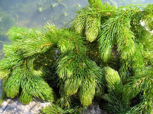 zuurstofplanten/vijverplanten, Tuin en Terras, Planten | Tuinplanten, Vaste plant, Vijverplanten, Volle zon, Zomer, Ophalen of Verzenden