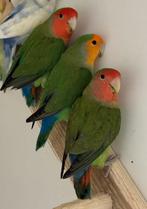 4 x Agapornis roseicollie dwergpapegaai langbevederd, Geslacht onbekend, Dwergpapegaai of Agapornis