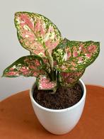 Aglaonema Jazzy Red, Minder dan 100 cm, Ophalen of Verzenden, Halfschaduw