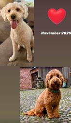 Lieve grote mini Labradoodle-puppy’s. Mini doodle, Dieren en Toebehoren, Honden | Niet-rashonden, Rabiës (hondsdolheid), 8 tot 15 weken