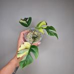 Rhaphidophora Tetrasperma Albo Variegata 2, Overige soorten, Minder dan 100 cm, Groene kamerplant, Halfschaduw