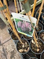 Wisteria of blauwe regens hoogte 100cm gee”nt 3 kleuren, Ophalen, Volle zon, Vaste plant, Klimplanten