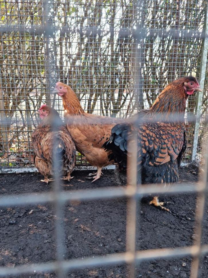3 schitterende 'boeren' krielen - Wyandotte bont gezelschap!, Dieren en Toebehoren, Pluimvee, Kip, Vrouwelijk