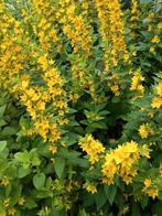 Gele wederik, Tuin en Terras, Planten | Tuinplanten, Ophalen, Zomer, Overige soorten, Volle zon