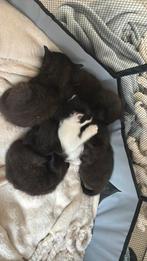 Kittens gratis ophalen
