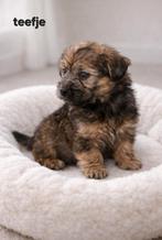 Super mooi gezonde boomer pups., Dieren en Toebehoren, Parvo, Overige rassen, 8 tot 15 weken, Meerdere